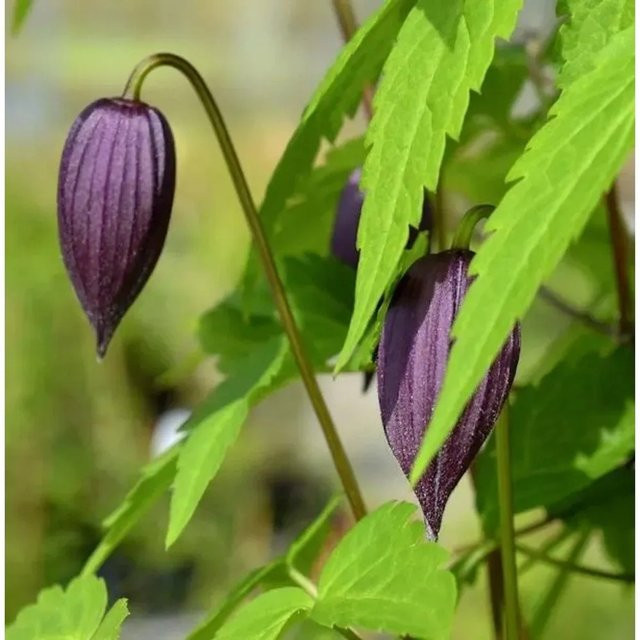 Clematis alpina Alpen Waldrebe Tage Lundell Rankpflanze 60-80 cm - Bild 1