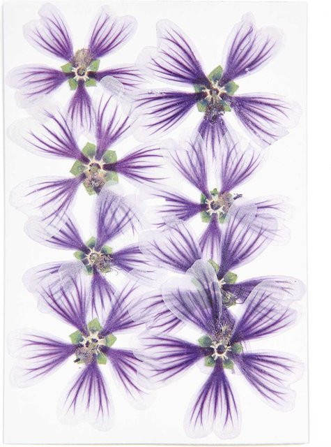 Rico Design Gepresste Blüten Stockrose violett, 8 Stück - Bild 1