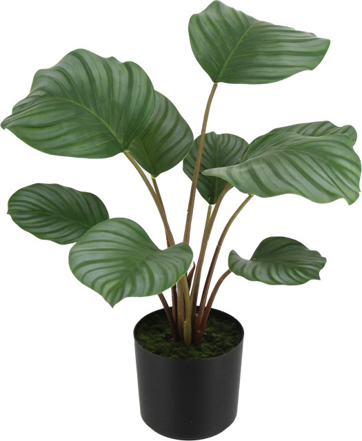 Künstliche Calathea Silvina von artplants in Grün, Höhe: 45 cm - Bild 1