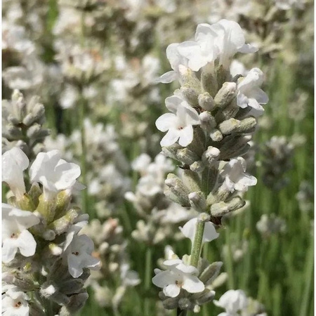 Echter Lavendel Edelweiß Lavandula angustifolia als winterharte Staude für den Garten