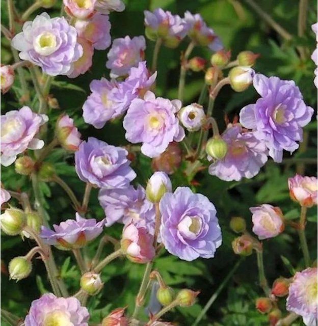 Wiesenstorchschnabel Summer Skies Geranium pratense lila Staude von Nr-01.de - Bild 1