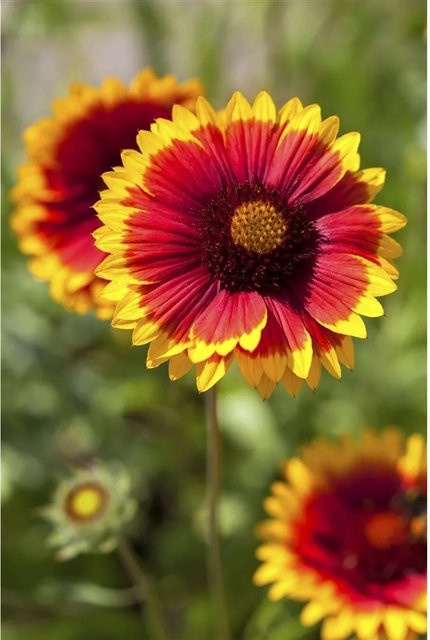 Gaillardia X Grandiflora Arizona Sun Kokardenblume im 9x9 cm Topf - Bild 1