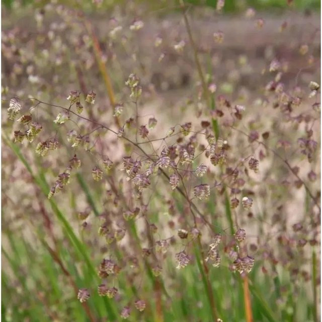 Briza media Zittergras Zitterzebra als mehrjährige Pflanze für deinen Garten von Nr-01.de - Bild 1