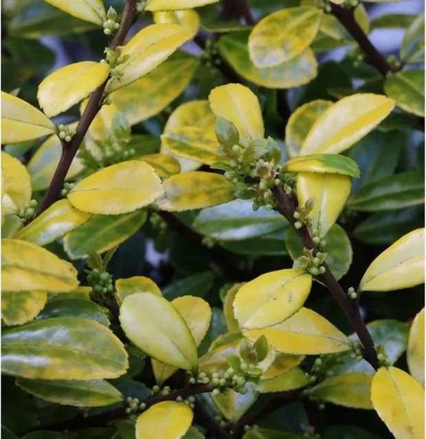 Bergilex Stechpalme Golden Rock Ilex crenata Heckenpflanze, Farbe: Gelb, Höhe: 30-40 cm - Bild 1