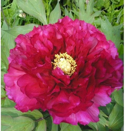 Edelpfingstrose Kansas Paeonia lactiflora in Pink als mehrjährige Pflanze im Topf