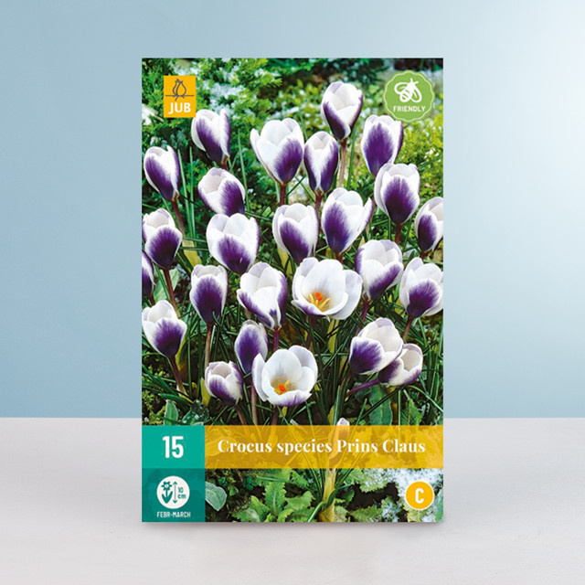 Botanischer Krokus Prins Claus Zwiebeln mit 15 Knollen für das Frühjahr von BLUME2000 - Bild 1