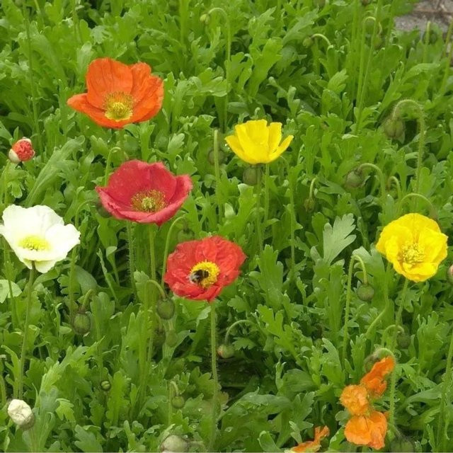 Islandmohn Champ Bubbles Mix Papaver nudicaule Mehrfarbig Nr-01.de Gartenpflanze - Bild 1