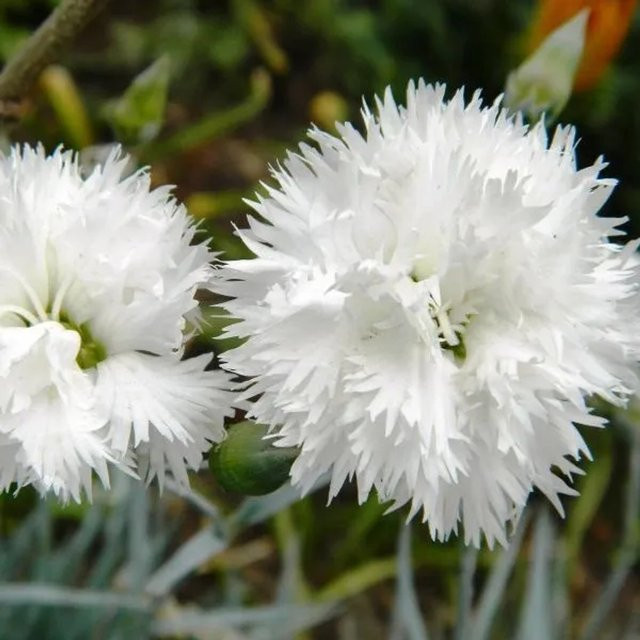 6er Set Arborix Federnelke Haytor White Dianthus plumarius mit weißen Blüten im 9cm Topf - Bild 1