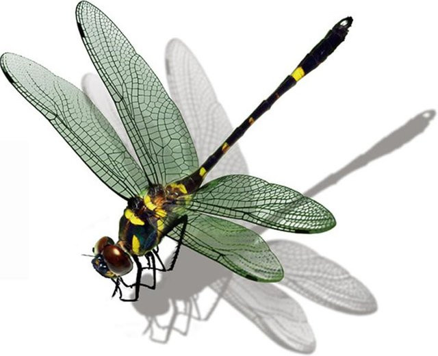 Wasserdichter Libelle Wandaufkleber für Badezimmer, Wohnzimmer und Kühlschrank, Multicolour, Längste Seite: 10 cm - Bild 1