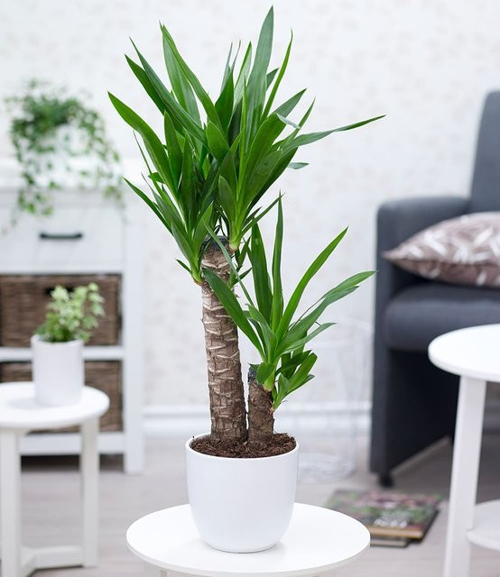 Yucca Palme Höhe: 65-75 cm - Bild 1