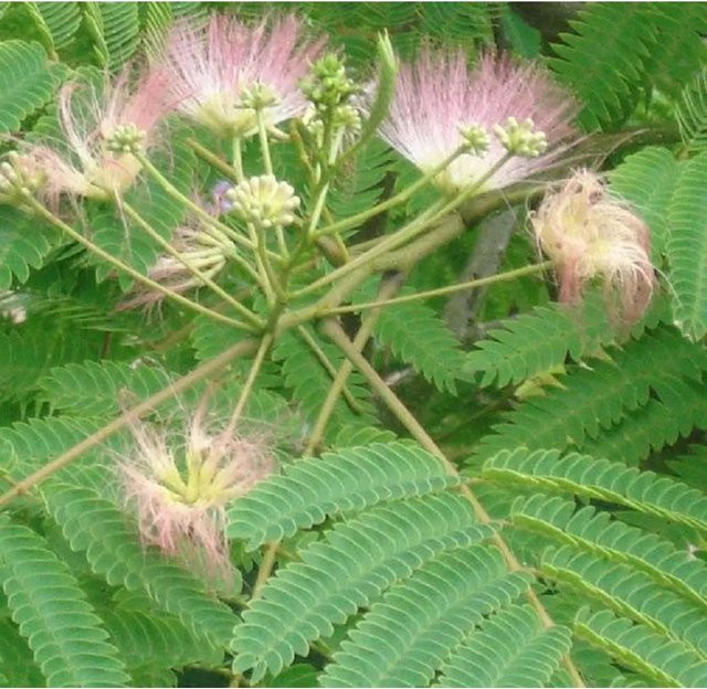 Arborix Seidenbaum Rosea Albizia julibrissin mit rosa Blüten im Container, Höhe: 40 bis 50 cm - Bild 1