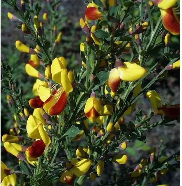 Schmuckginster Firefly Cytisus scoparius gelber Zierstrauch für deinen Garten - Bild 1