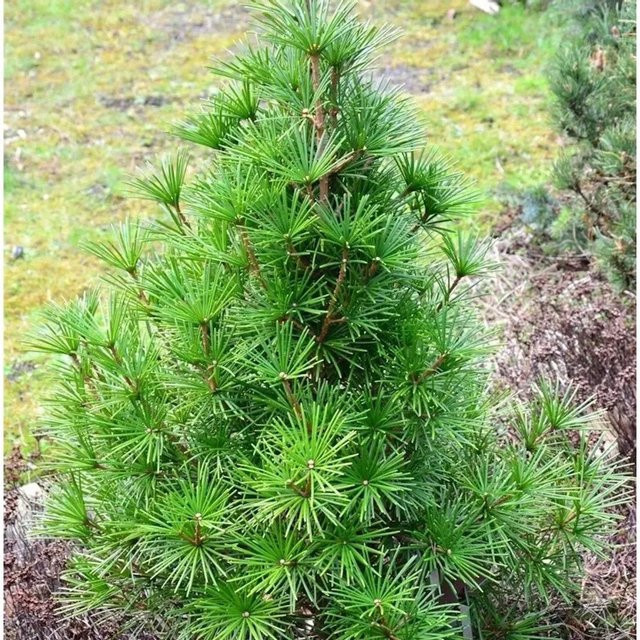 Japanische Schirmtanne Piccola Sciadopitys verticillata grün Höhe: 50-60 cm - Bild 1