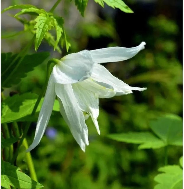 Immergrüne Duft Waldrebe Clematis armandii Snowdrift in Weiß, Kletterpflanze - Bild 1