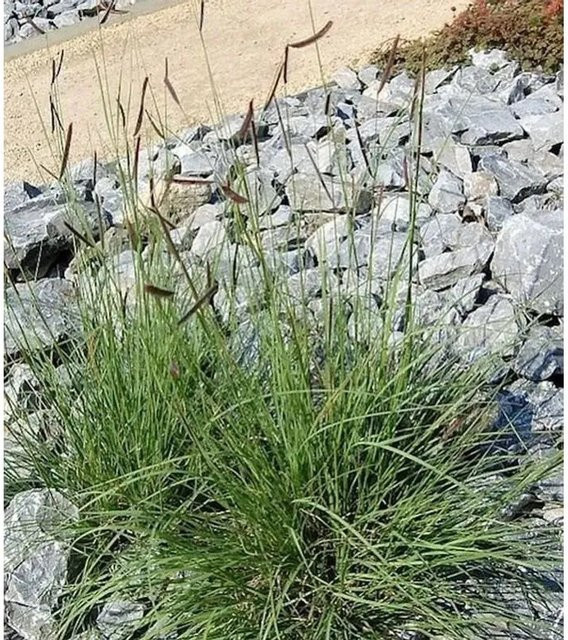 Bouteloua gracilis Moskitogras als Topfpflanze von Nr-01.de in Grün - Bild 1