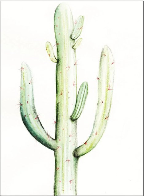 Komar Wandbild Saguaro Watercolor Paper Poster Breite: 40 cm, Höhe: 50 cm - Bild 1