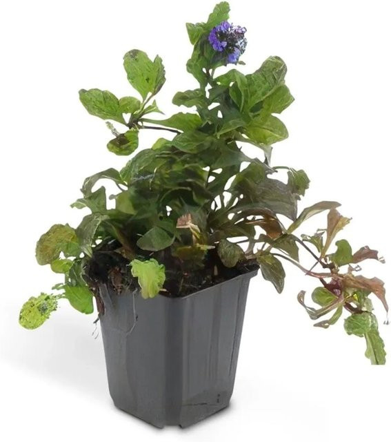 Exotenherz Bodendecker Kriechender Günsel Ajuga Reptans Set mit 6 Pflanzen im 9cm Topf, Blau-Grün, Mehrjährig - Bild 1