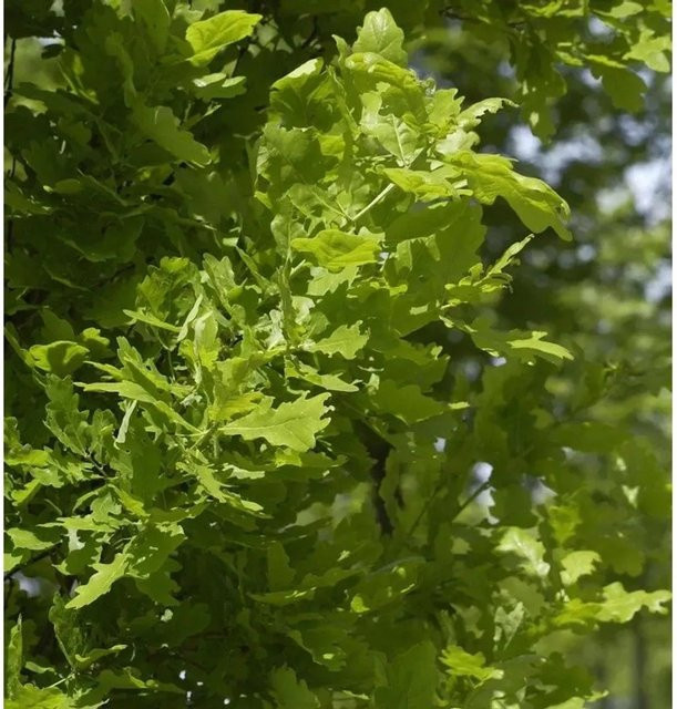 Säulen-Eiche Koster Quercus robur Fastigiata, Höhe: 100-125 cm - Bild 1