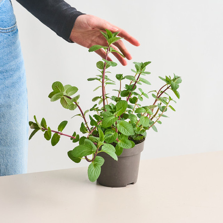 BLUME2000 Bio Minze Mentha spicata