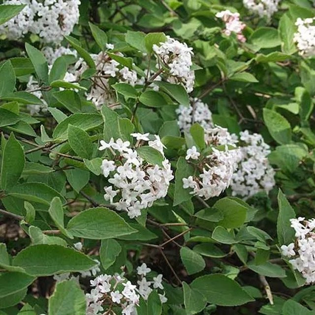 Arborix Duftschneeball Viburnum farreri mit weißen Blüten, Höhe: 60 bis 80 cm - Bild 1