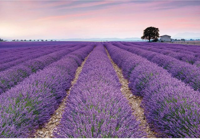 Komar Fototapete Vlies Provence B: 400 cm, H: 260 cm - Bild 1