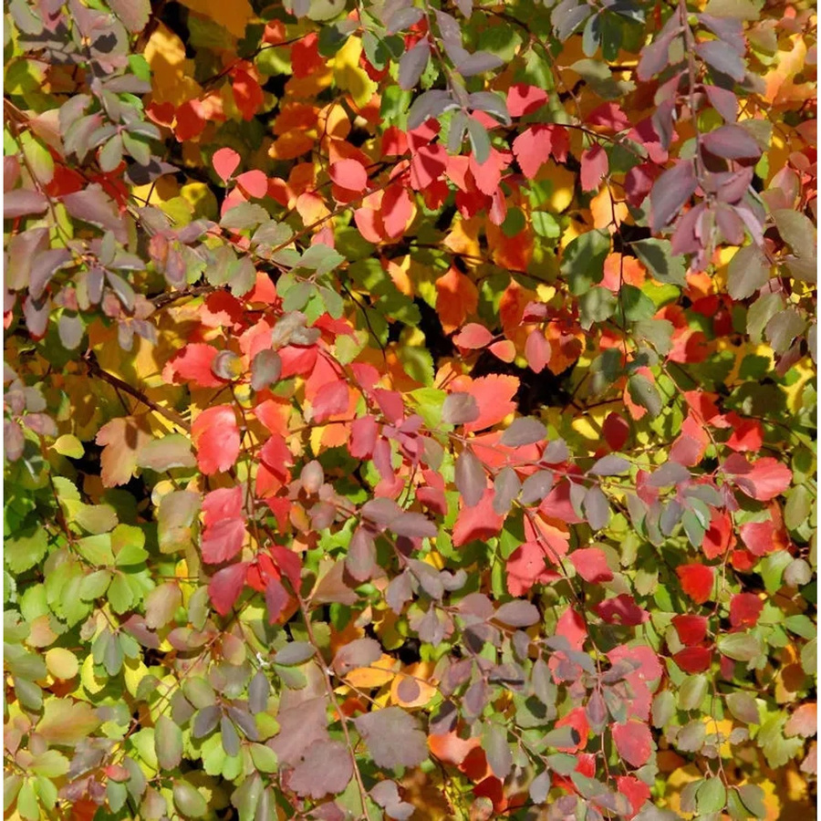 Prachtspiere Spiraea vanhouttii Strauch als Heckenpflanze oder Solitärpflanze von Nr-01.de - Bild 1