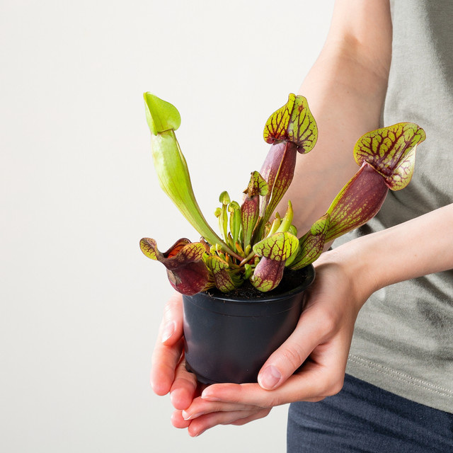 Sarracenia purpurea Schlauchpflanze von BLUME2000, 3 Stück, grün und rot gestreift - Bild 1