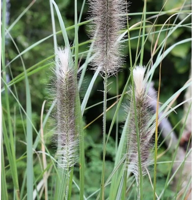Lampenputzergras Herbstfreude Pennisetum alopecuroides im Topf, Grün - Bild 1