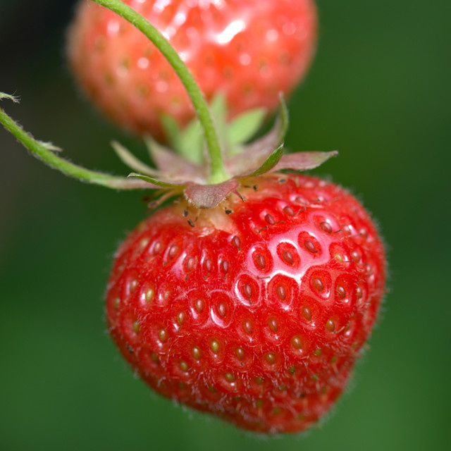 Erdbeere Ostara weiß von Mein schöner Garten Shop als mehrjährige Pflanze im Topf - Bild 1