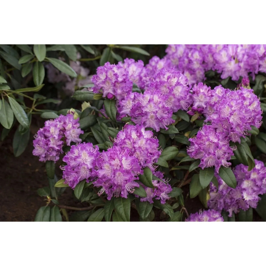 Rhododendron Hybr. Alfred mit rosa Blüten, Zierstrauch für den Außenbereich, Höhe: 60–70 cm - Bild 2