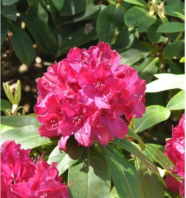 INKARHO Rhododendron Roland Alpenrose, großblumiger Zierstrauch in Pink, Höhe: 50-60 cm - Bild 1
