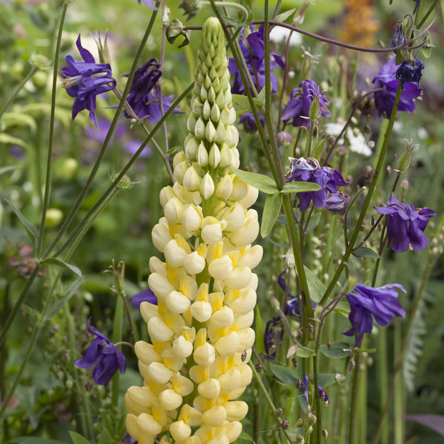 BIO Lupine Gallery Gelb Lupinus polyphyllus Staude von BLUME2000, 3 Stück - Bild 1