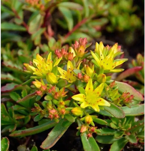 Sedum floriferum Fetthenne Weihenstephaner Gold gelb blühende Staude für den Garten - Bild 1