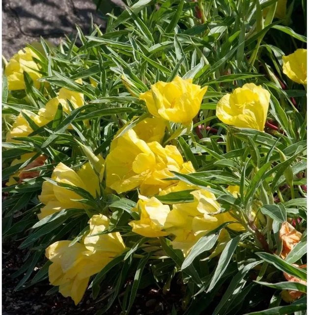 Missouri Nachtkerze African Sun Oenothera macrocarpa gelbe Staude als Bodendecker für Steingärten - Bild 1