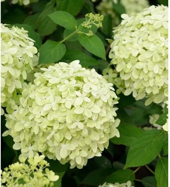 Rispenhortensie Little Fresco Hydrangea paniculata in Weiß und Pink von Nr-01.de - Bild 1