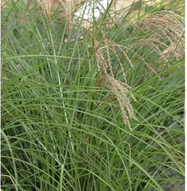 Chinaschilf Red Cloud Miscanthus sinensis Ziergras im XXXL Topf in Rot und Grün - Bild 1