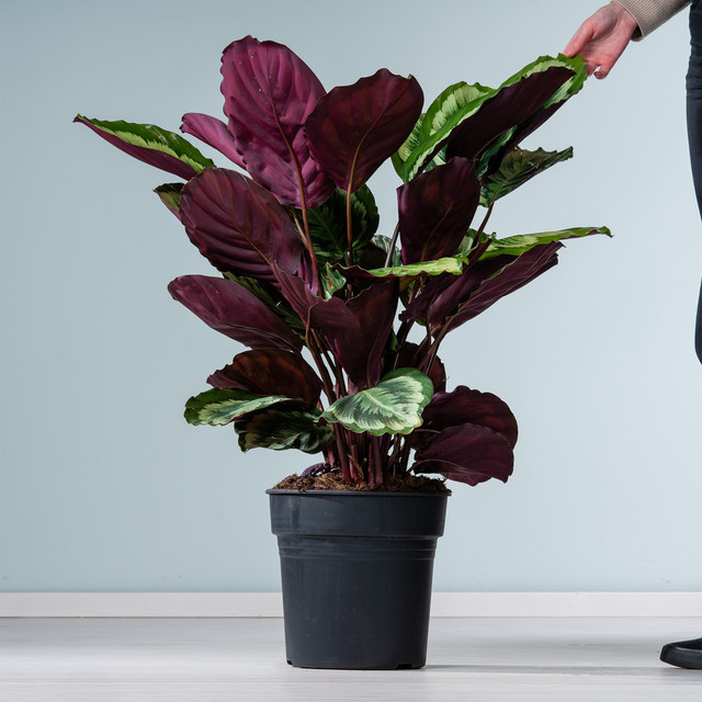 Calathea Mysty Zimmerpflanze von BLUME2000 mit buntem Blattwerk in Grün, Lila und Rot - Bild 1