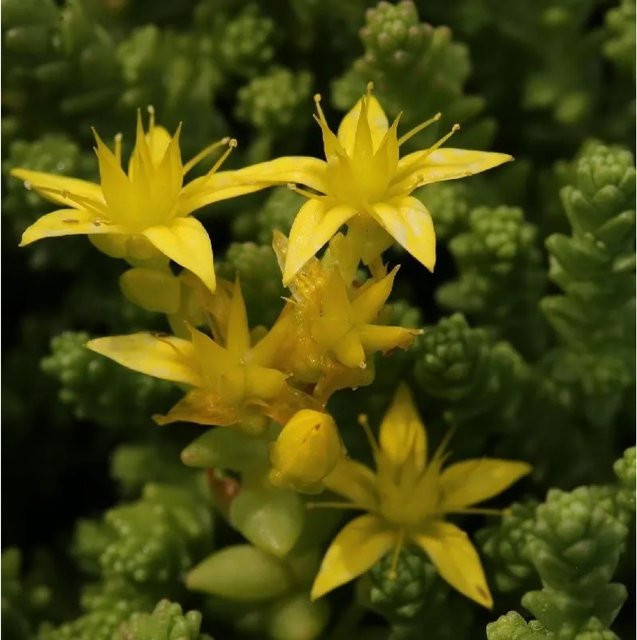 Scharfer Mauerpfeffer Sedum acre als mehrjährige Zierpflanze für Garten und Dachbegrünung von Nr-01.de - Bild 1