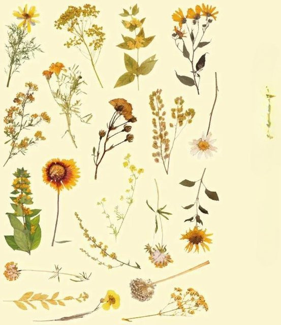 40 Stück wasserdichte PET Aufkleber mit Blumen und Pflanzen von XI LE in Multicolour für DIY-Dekoration, Planer und Scrapbooking - Bild 1