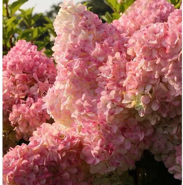 Hochstamm Rispenhortensie Vanille Fraise Hydrangea paniculata in Pink, Höhe: 125 cm - Bild 1
