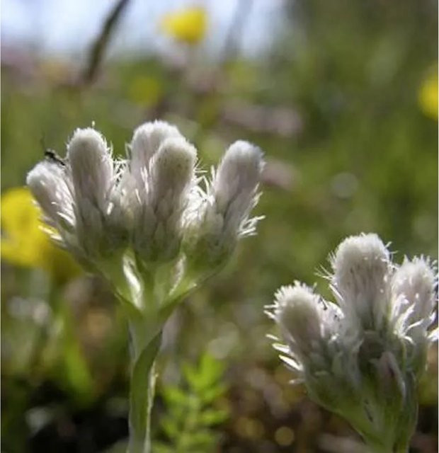 Antennaria dioica Katzenpfötchen als winterharte mehrjährige Bodendecker für den Steingarten von Die Nr-01.de - Bild 1