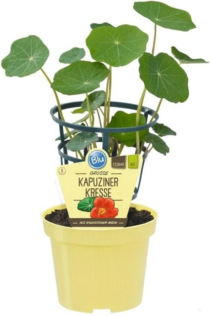 Exotenherz Kapuzinerkresse Tropaeolum Majus Bio-Kräuterpflanze im 12cm Topf - Bild 1