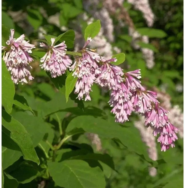 Syringa reflexa Bogenflieder Strauch von Nr-01.de in Weiß, Pink und Dunkelrosa, Höhe: 40-60 cm - Bild 1