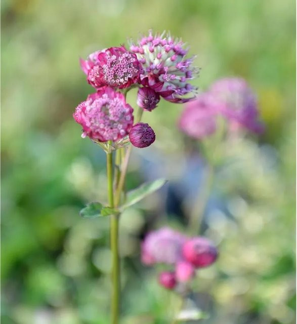 Astrantia major Sterndolde Rubra als mehrjährige Pflanze in Rot und Pink - Bild 1