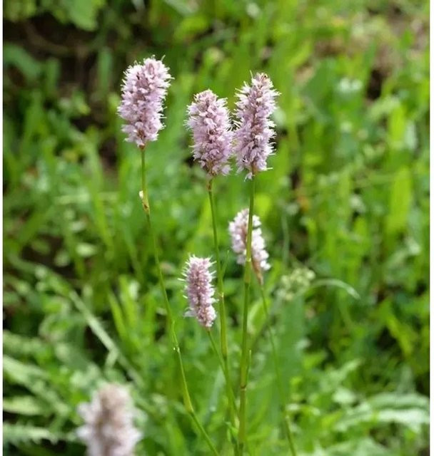 Bistorta officinalis Knöterich Wasserpflanze von Nr-01.de - Bild 1