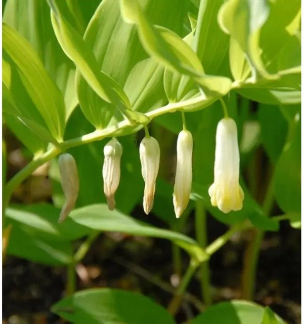 Amerikanische Weißwurz Polygonatum commutatum als mehrjährige Pflanze mit weißen Blüten von Nr-01.de - Bild 1