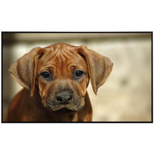 papermoon EcoHeat Infrarotheizung Rhodesian Ridgeback Welpe mit App-Steuerung und Überhitzungsschutz, bunt mit Matt-Effekt - Bild 2