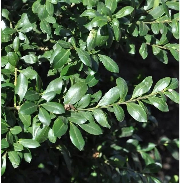 Japanische Stechpalme Strong Caroline Ilex crenata als grüne Heckenpflanze oder Solitär, Höhe: 60-80 cm - Bild 1