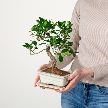 Bonsai Ficus microcarpa Ginseng in grüner Keramikschale von BLUME2000