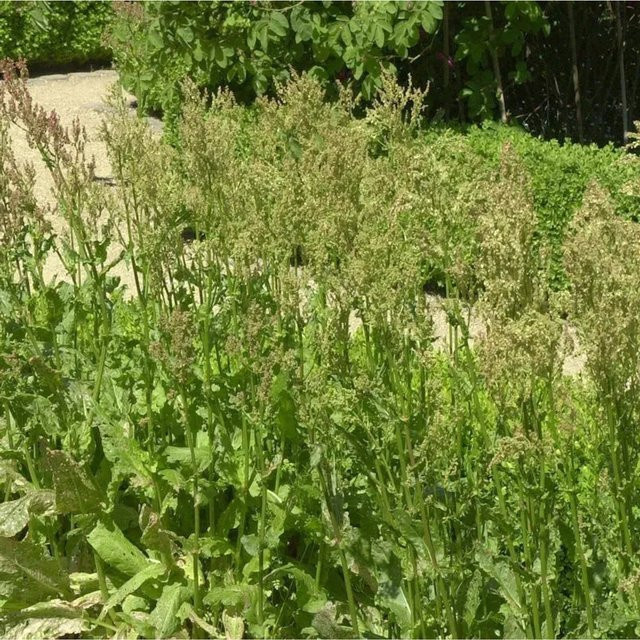 Sauerampfer Rumex rugosus für deinen Garten - Bild 1